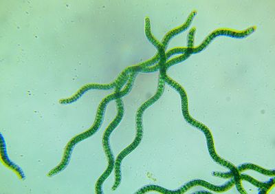 极旋因® Bioloalgae® Spira