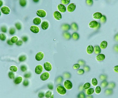 莱茵衣藻抗逆因子Bioloalgae® Rein