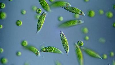 裸藻PDRN Bioloalgae® Eu-PDRN