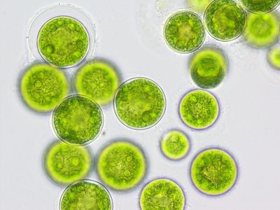 微拟球藻光护因子Bioloalgae® Nanno