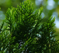 乐焕清™Bioloclean™m PSP