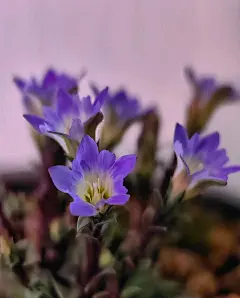 倍丽宁® SOS