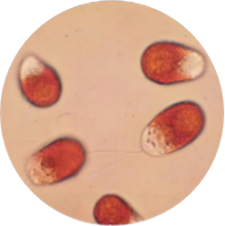 盐藻光珀Bioloalgae® Dunali