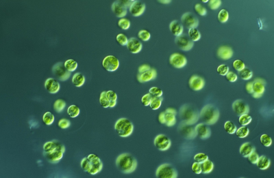 小球藻再生因子 Bioloalgae® CGF+