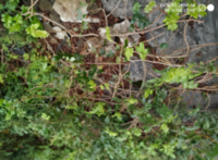 龙须莓 Bioloreclaim® AG