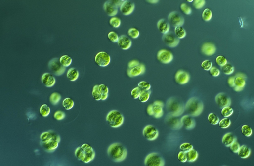 小球藻再生因子 Bioloalgae® CGF+